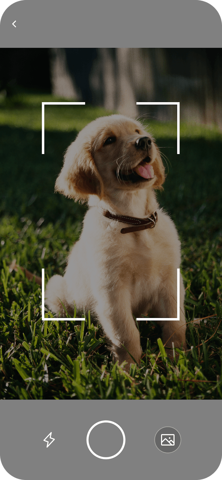 AI pet tech app