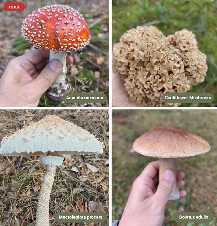 Mushroom Identifier