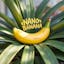 ai banana