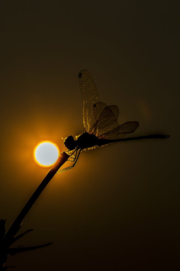 Dragonfly in the sun