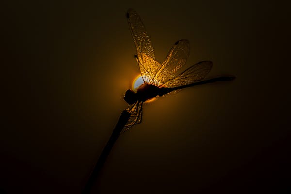Dragonfly in the sun 2