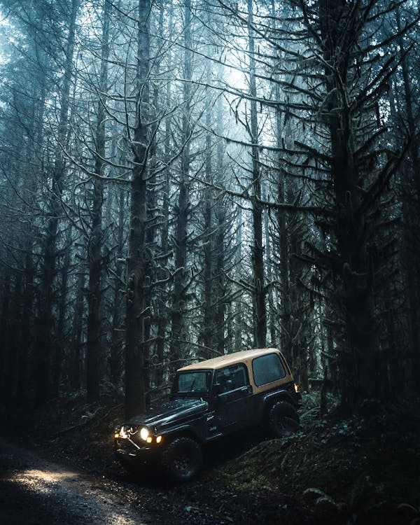 Jeeping Through The Woods #2