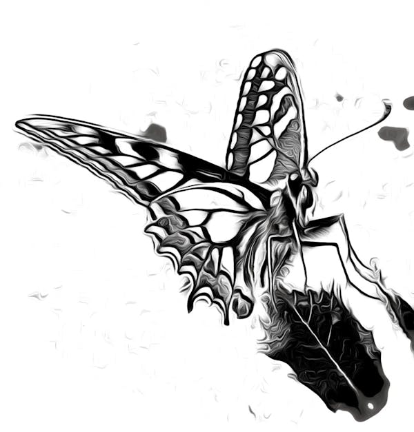 Free butterfly - v4