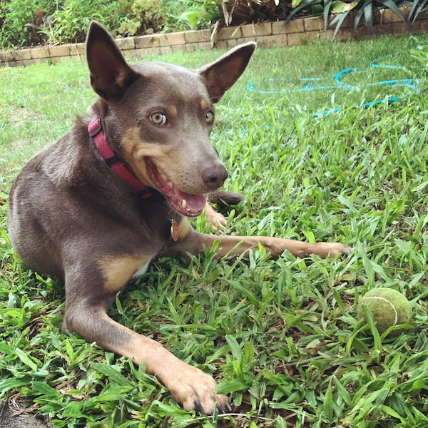 A doggo ready to play fetch 