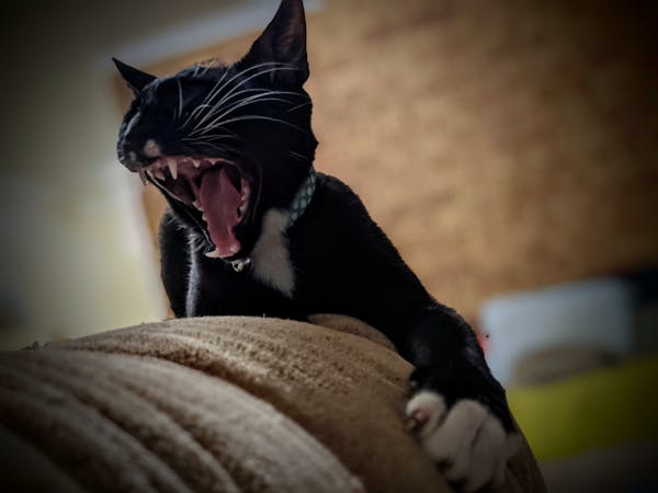 A scary yawn 