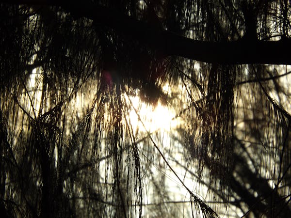 Nature in Shadows #2