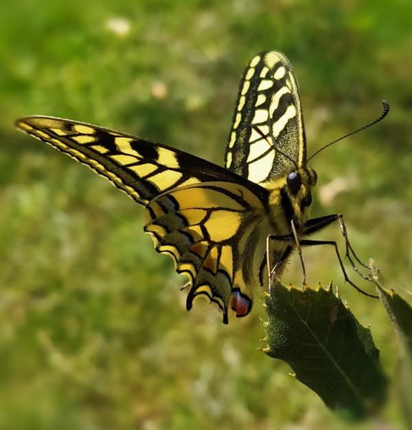 Free Butterfly - Original photo