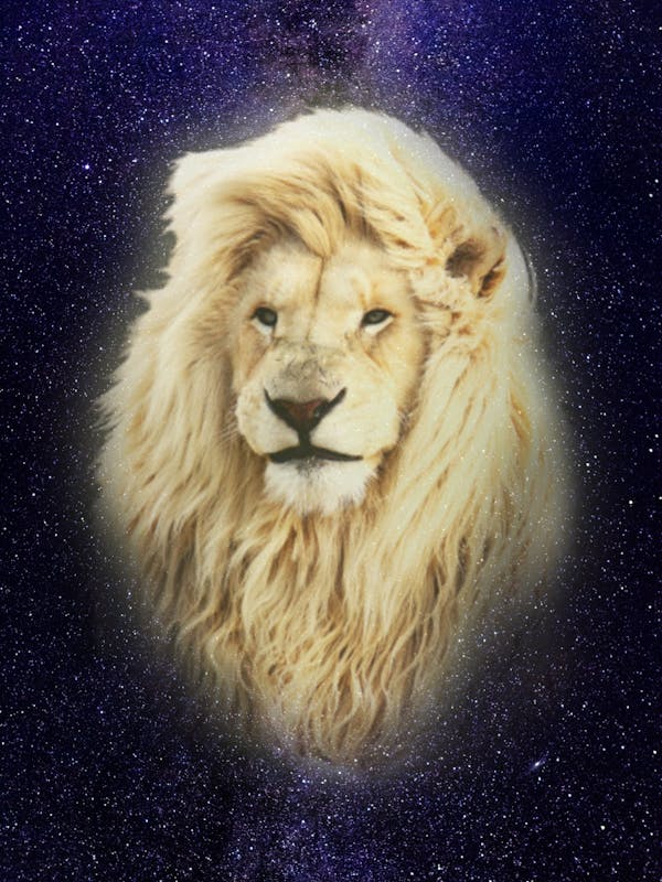 Lion - #enter01