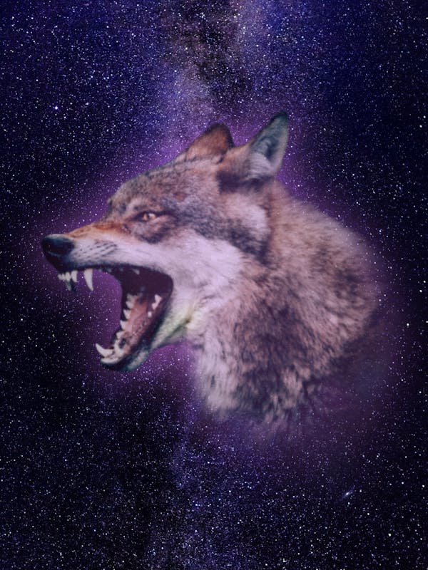 Wolf - #enter03