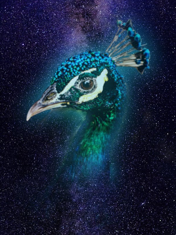 Peacock - #enter05