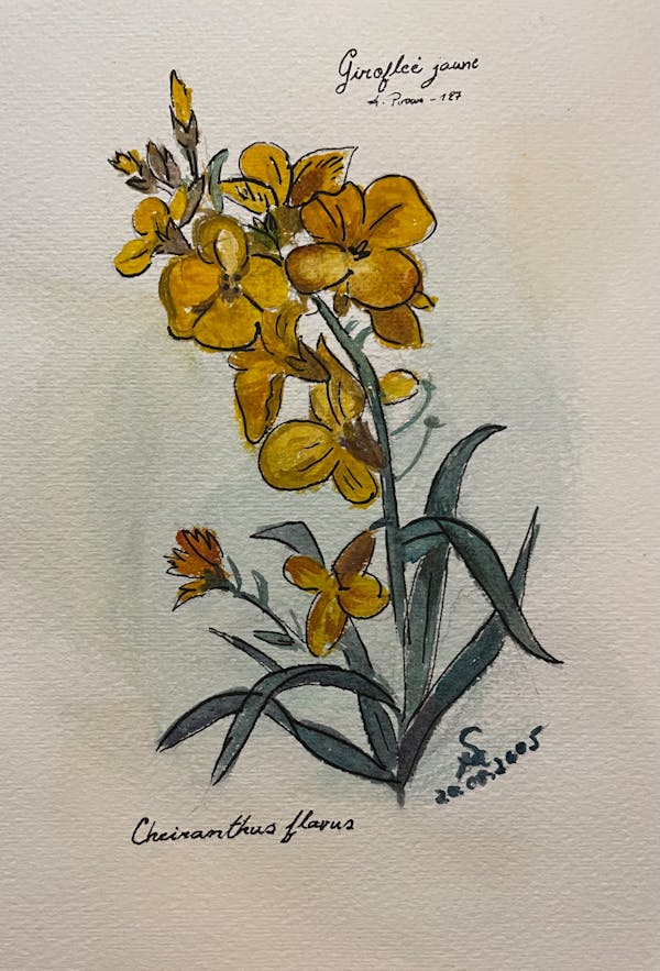 Watercolor #1 Orchid