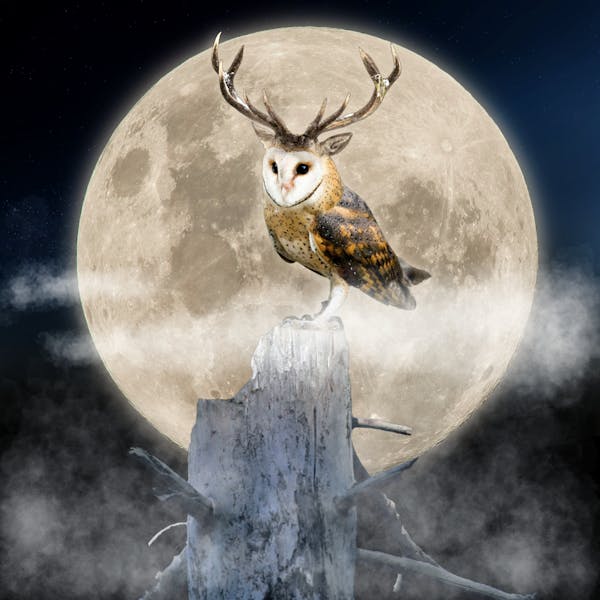 deer antler edition owl