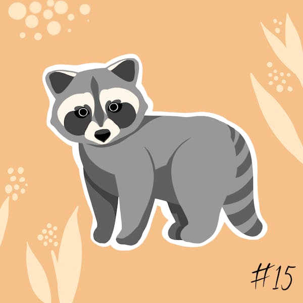 Sticker No. 15 - Raccoon