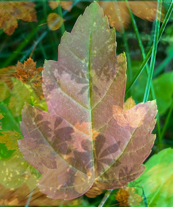 Nature Dreams #1 - Leaf 