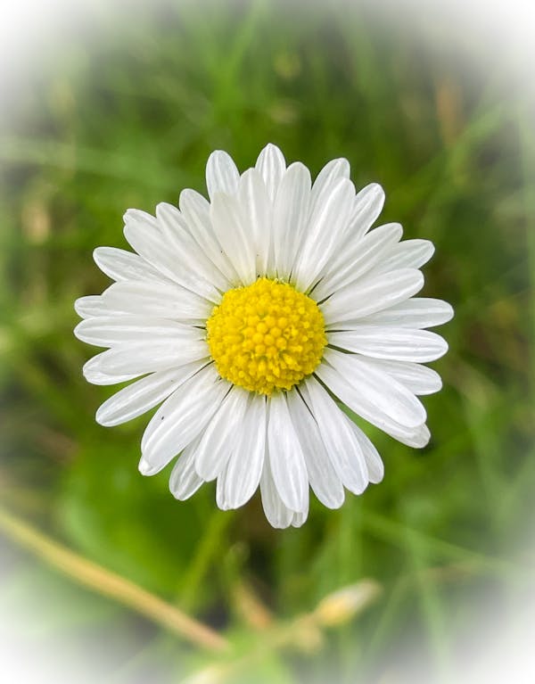 Flower Dreams #2 - Daisy