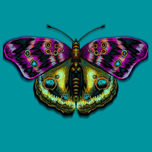 Colorful Butterfly 1
