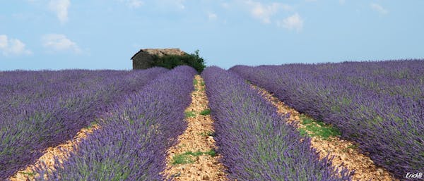 Lavender field with small shed in Provence (France)