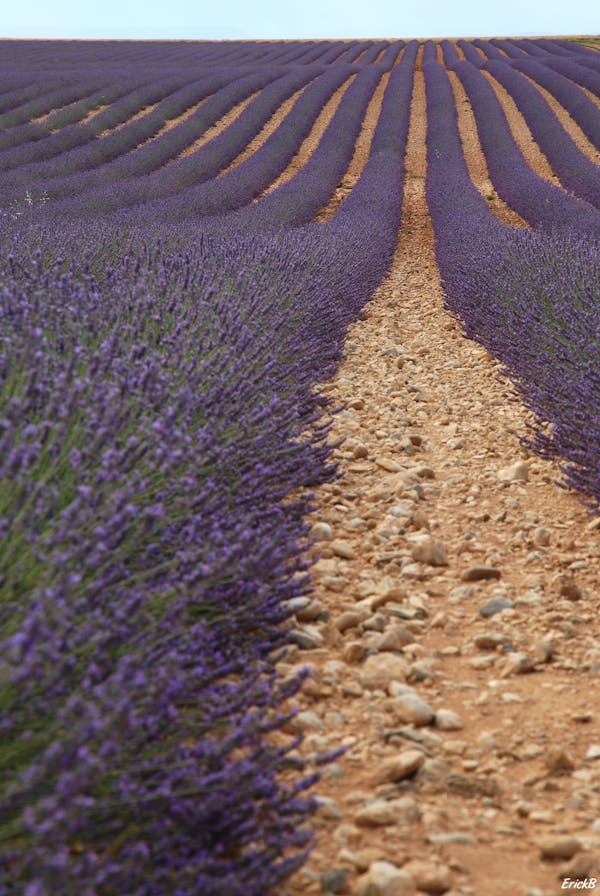 Professional Artistic Photo "Lavender Field"