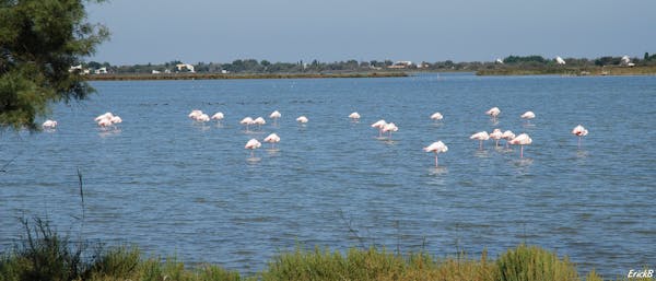 Professional Artistic Photo "Pink Flamingo" Provence (France)