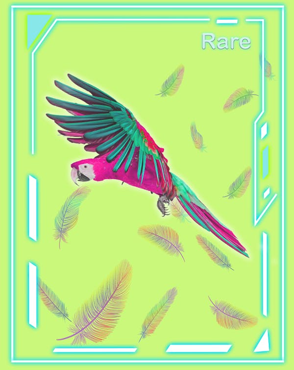 The Macaw #Rare57
