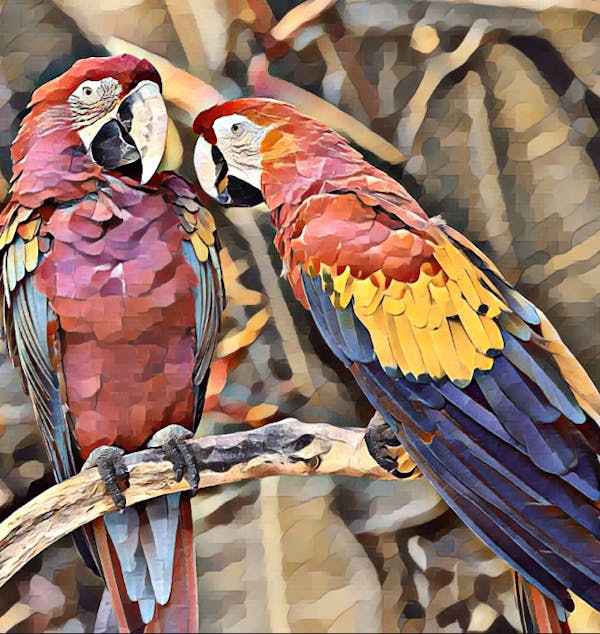 RED MACAWS #02