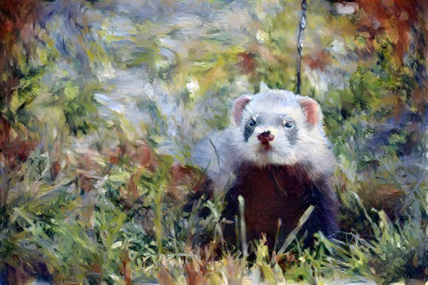 Pierre Auguste Renoir's Ferret