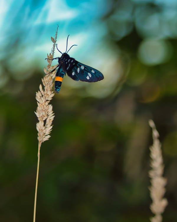 Amata phegea, the blue moth.