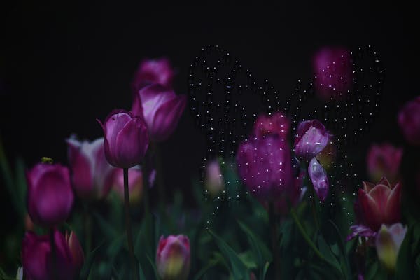 Tulips and Drops Butterflies