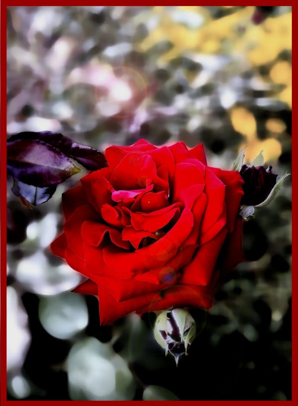 RED ROSES II