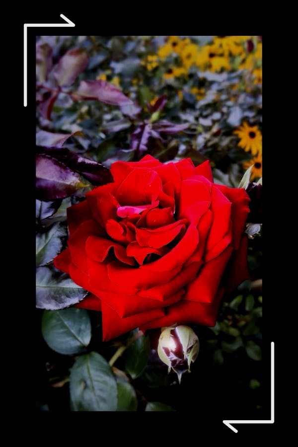 RED ROSES IV