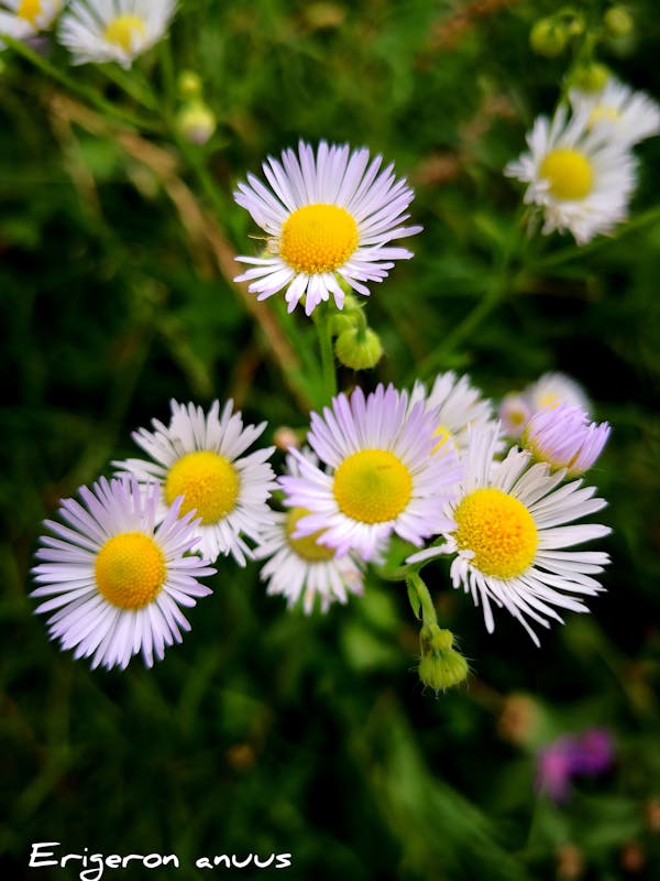 ERIGERON ANUUS