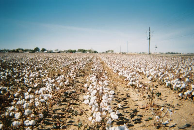 Why Every Cotton Grower Should Have a Website