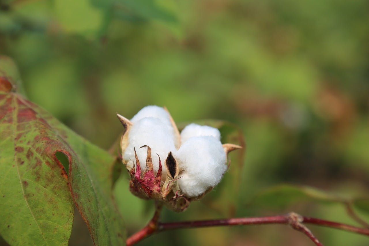 The Life of Eli Whitney: The Man Who Changed Cotton