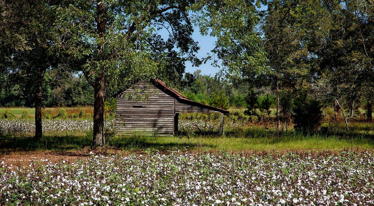 Who Invented The Cotton Gin?