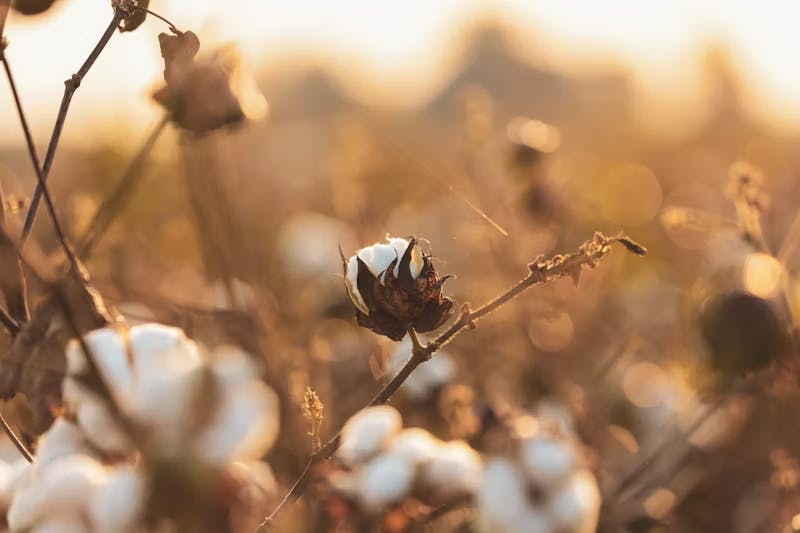 The Endless Symphony of Cotton Rows: From Seed to Harvest