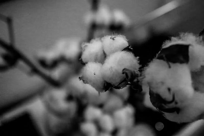 Thumbnail for: The History of Cotton in Missouri